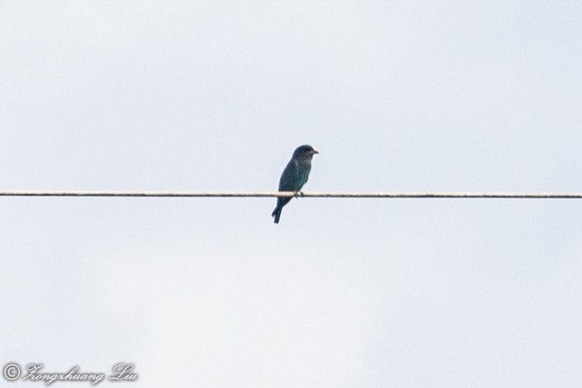 Dollarbird - ML614632310