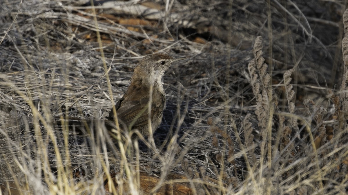 Yerbera del Spinifex - ML614632379