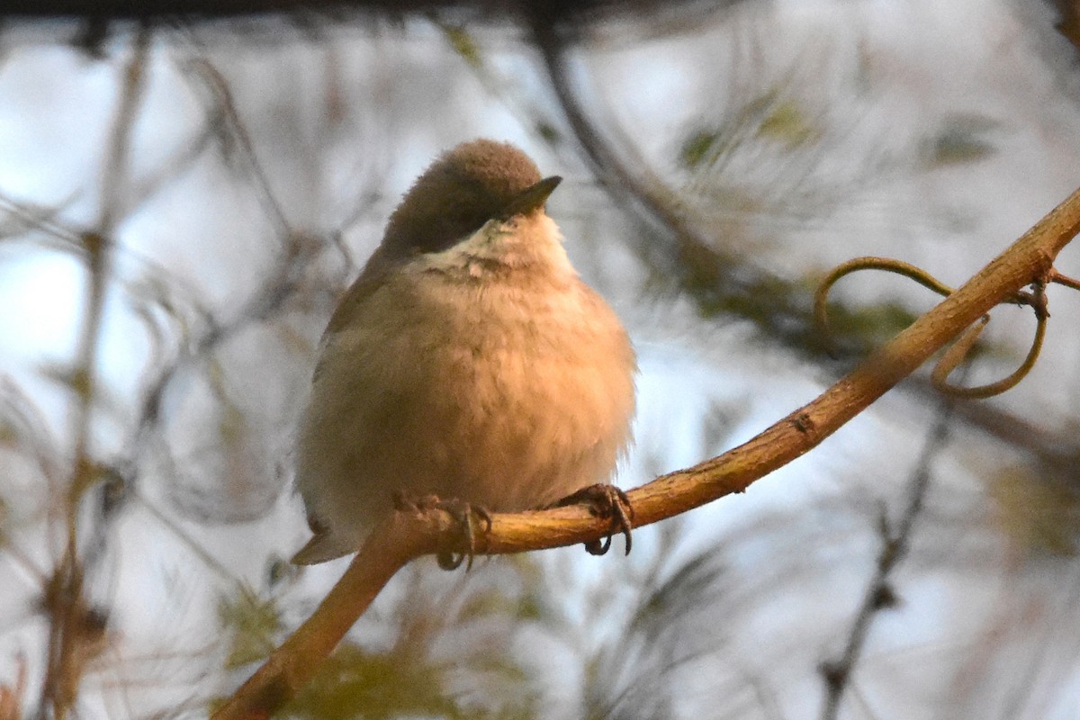 Lesser Whitethroat - Kudaibergen Amirekul