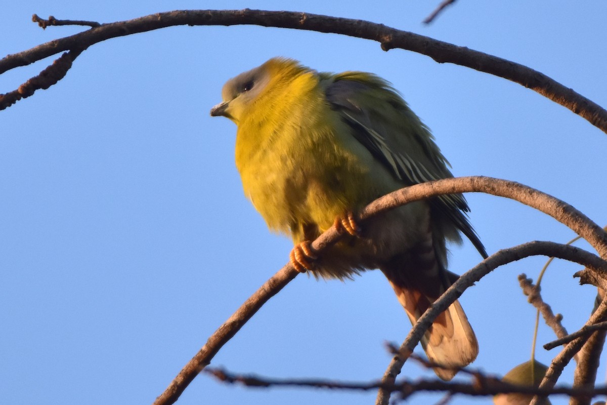 Yellow-footed Green-Pigeon - Kudaibergen Amirekul