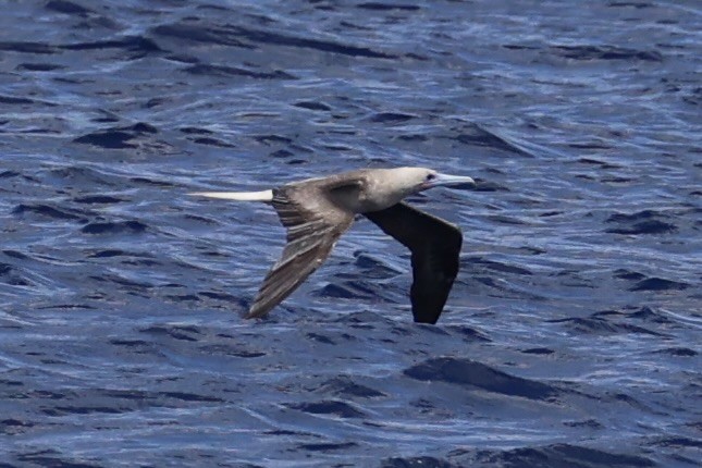 Red-footed Booby - ML614632677