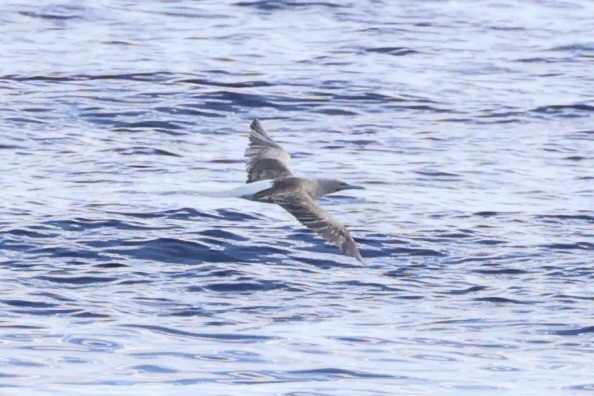 Red-footed Booby - Andrew William