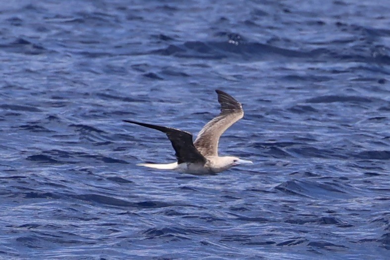 Red-footed Booby - ML614632681
