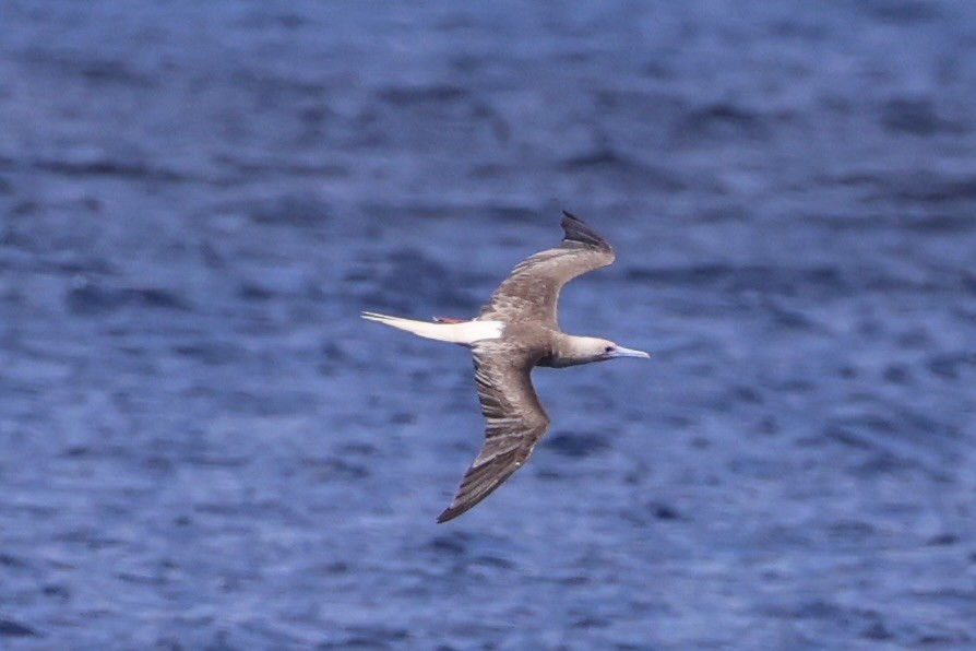 Red-footed Booby - ML614632682