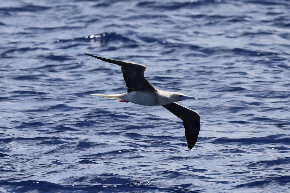 Red-footed Booby - ML614632683