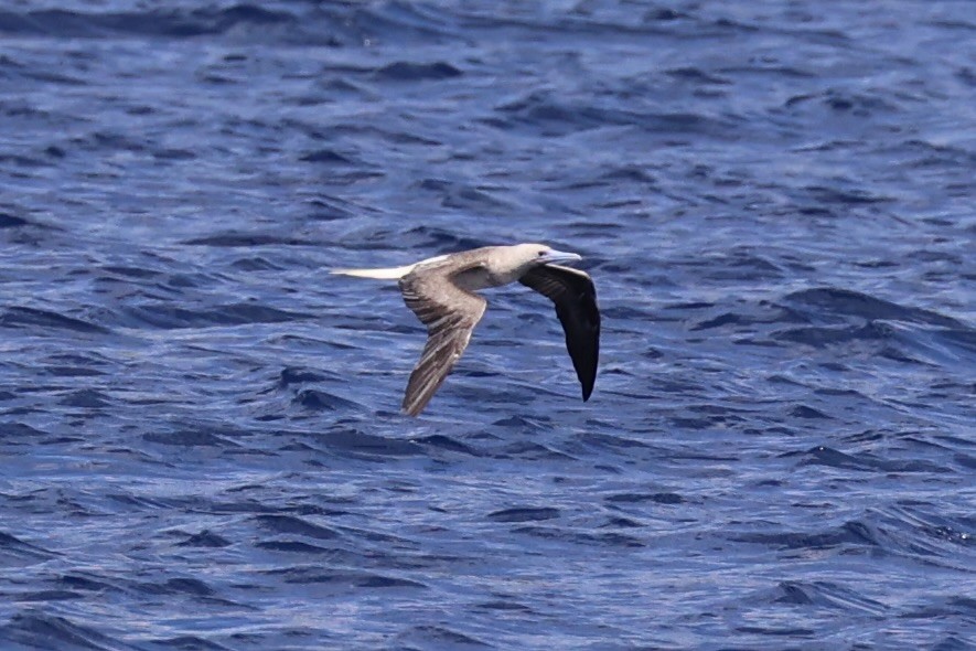 Red-footed Booby - ML614632684