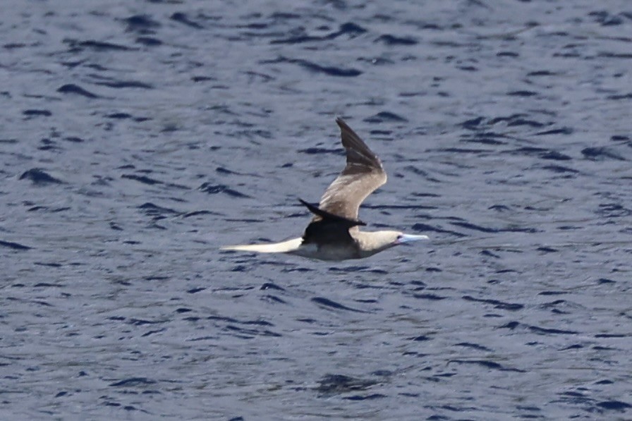 Red-footed Booby - ML614632685