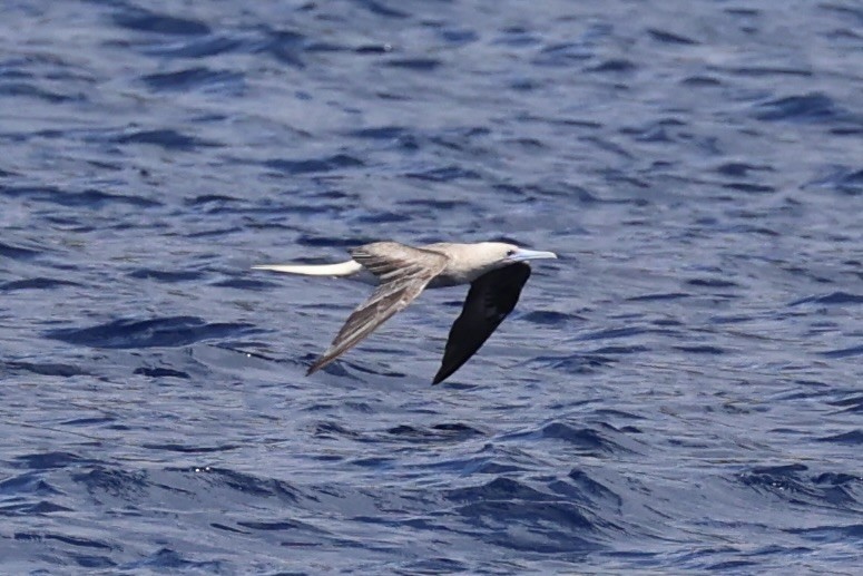 Red-footed Booby - ML614632686