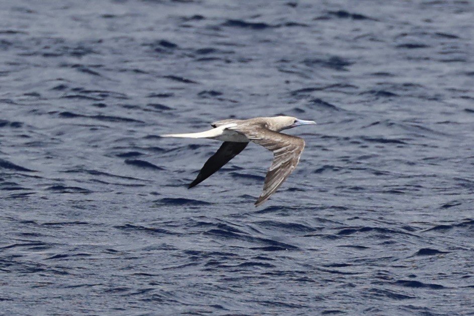 Red-footed Booby - ML614632687