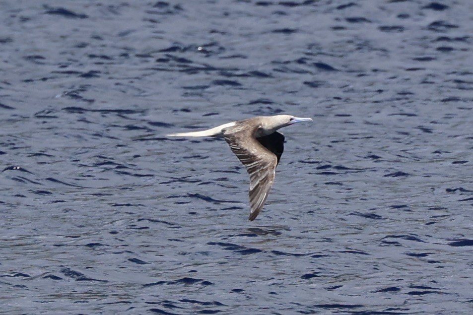 Red-footed Booby - ML614632688