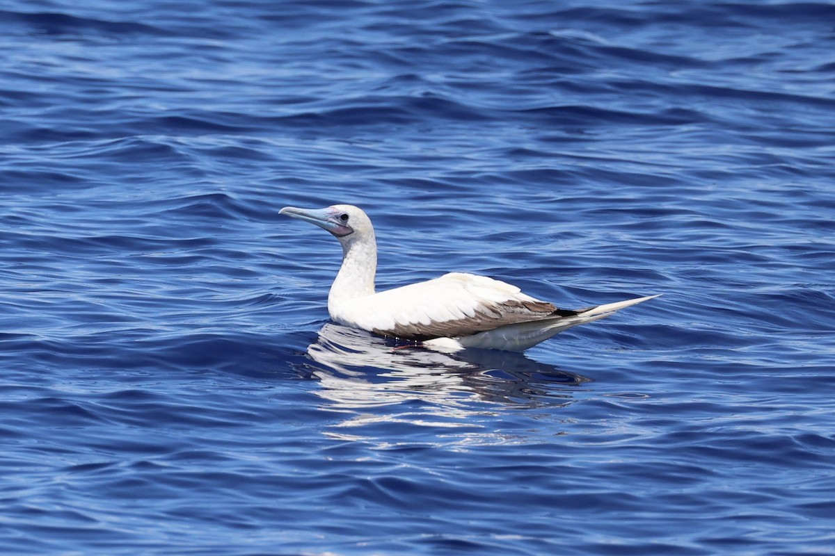 Red-footed Booby - ML614632690