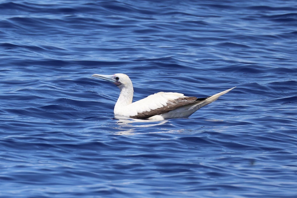 Red-footed Booby - ML614632691