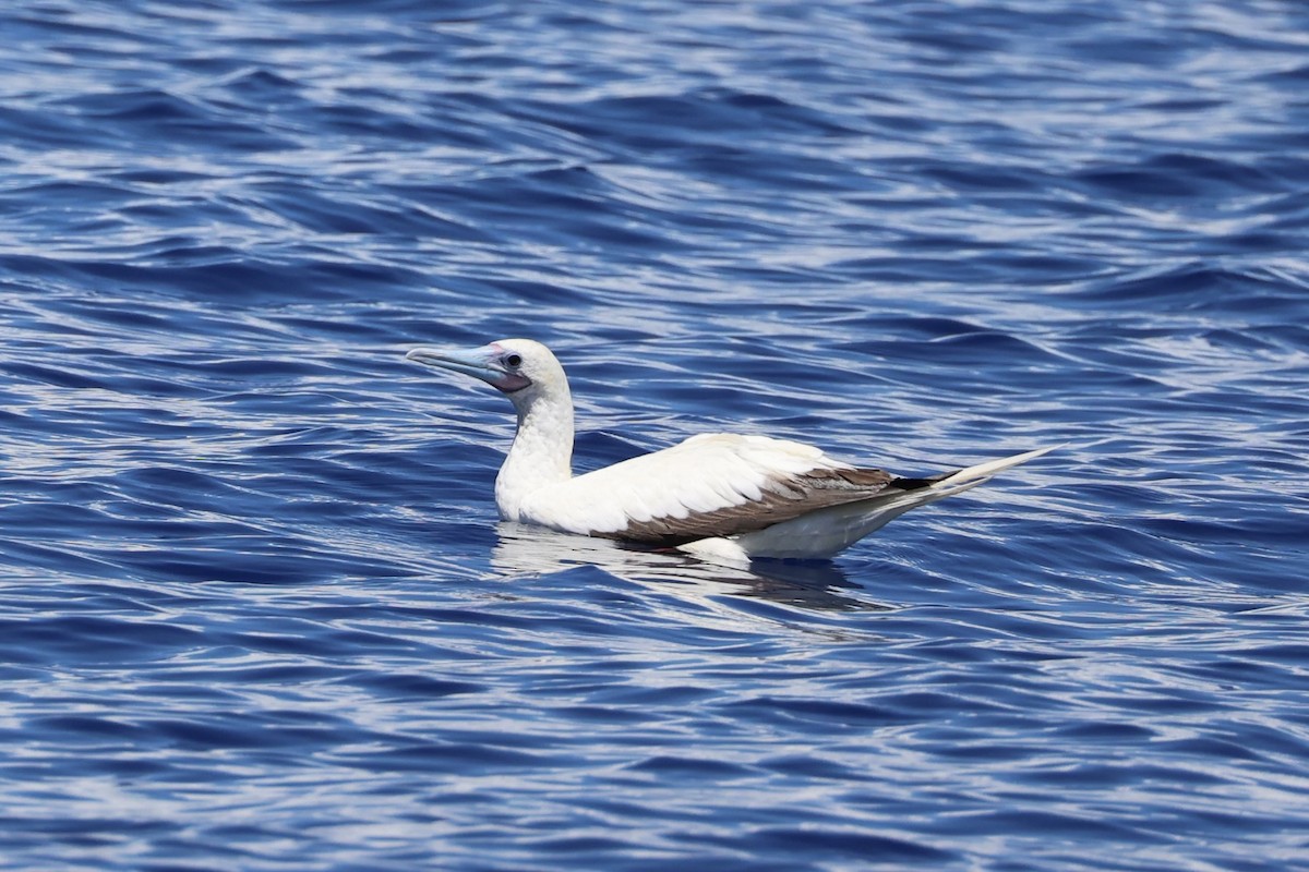 Red-footed Booby - ML614632692