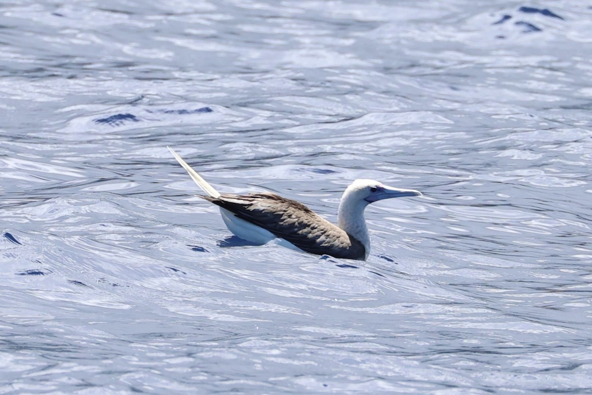 Red-footed Booby - ML614632693