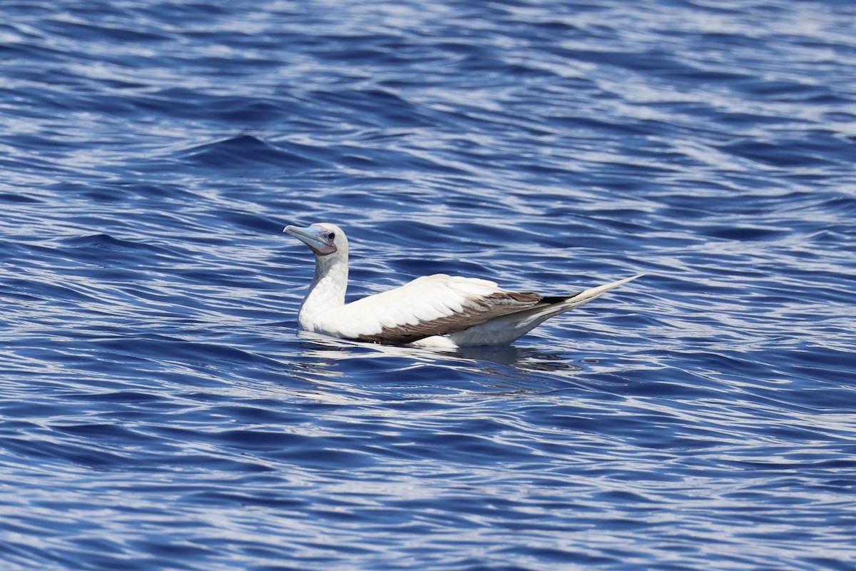 Red-footed Booby - ML614632695