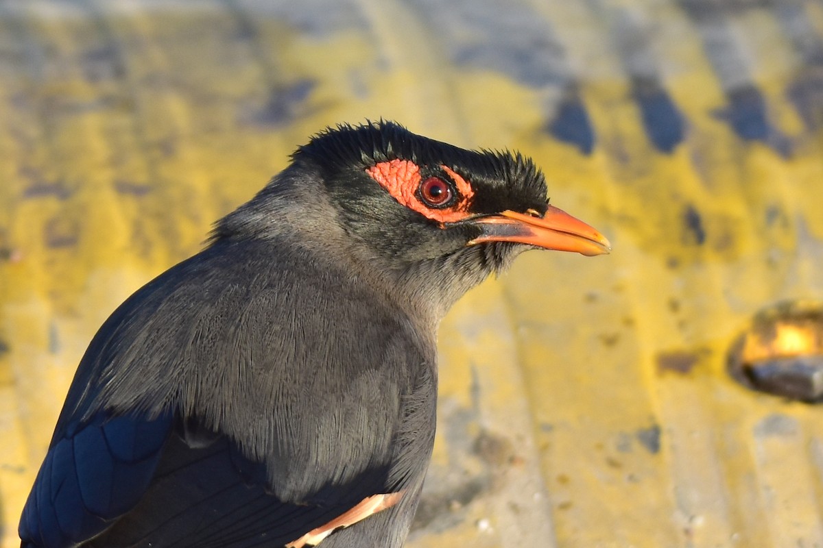 Bank Myna - Kudaibergen Amirekul