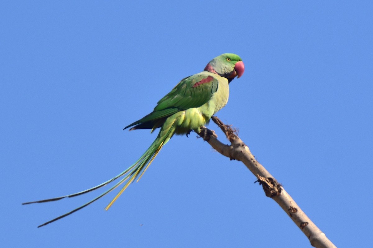 Alexandrine Parakeet - ML614632706