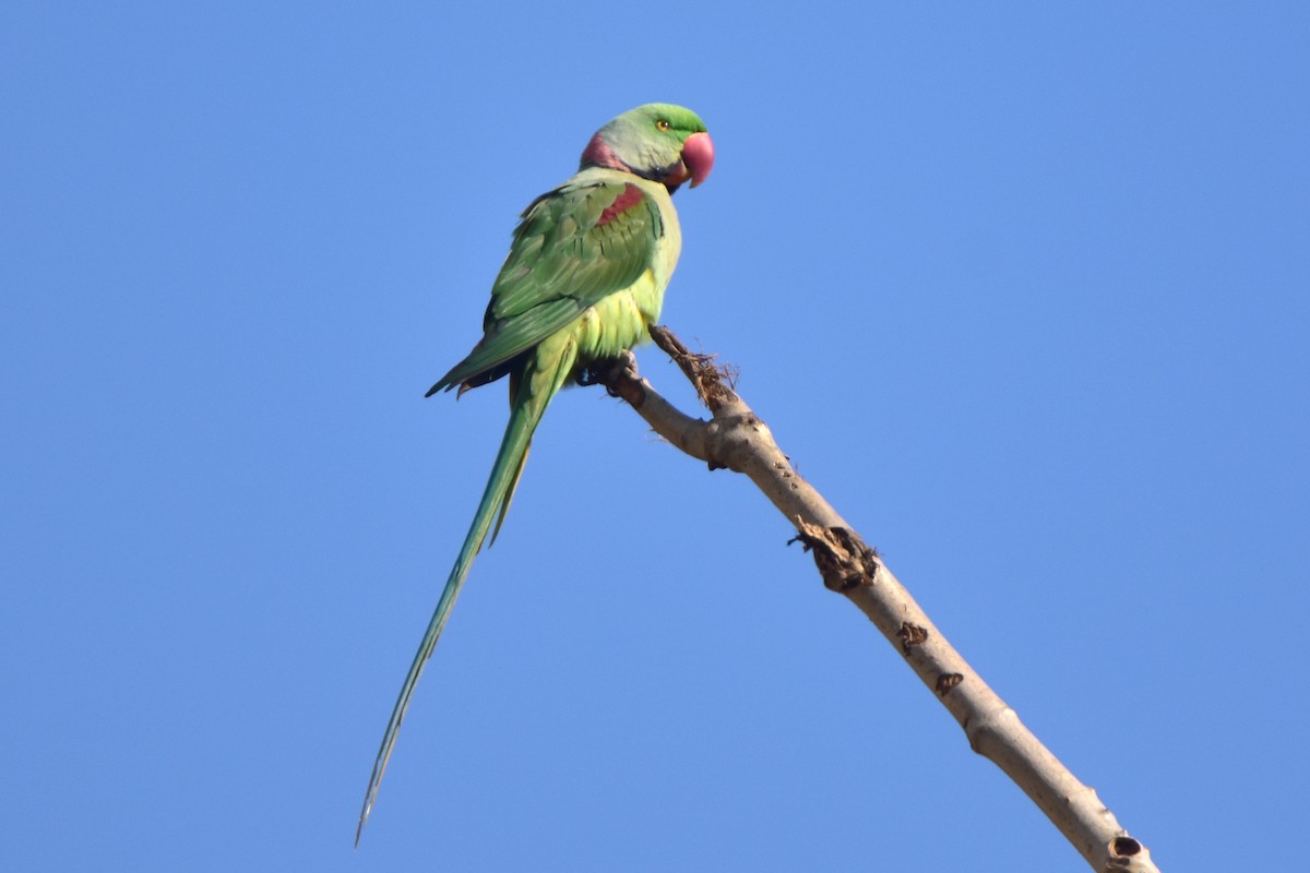 Alexandrine Parakeet - Kudaibergen Amirekul