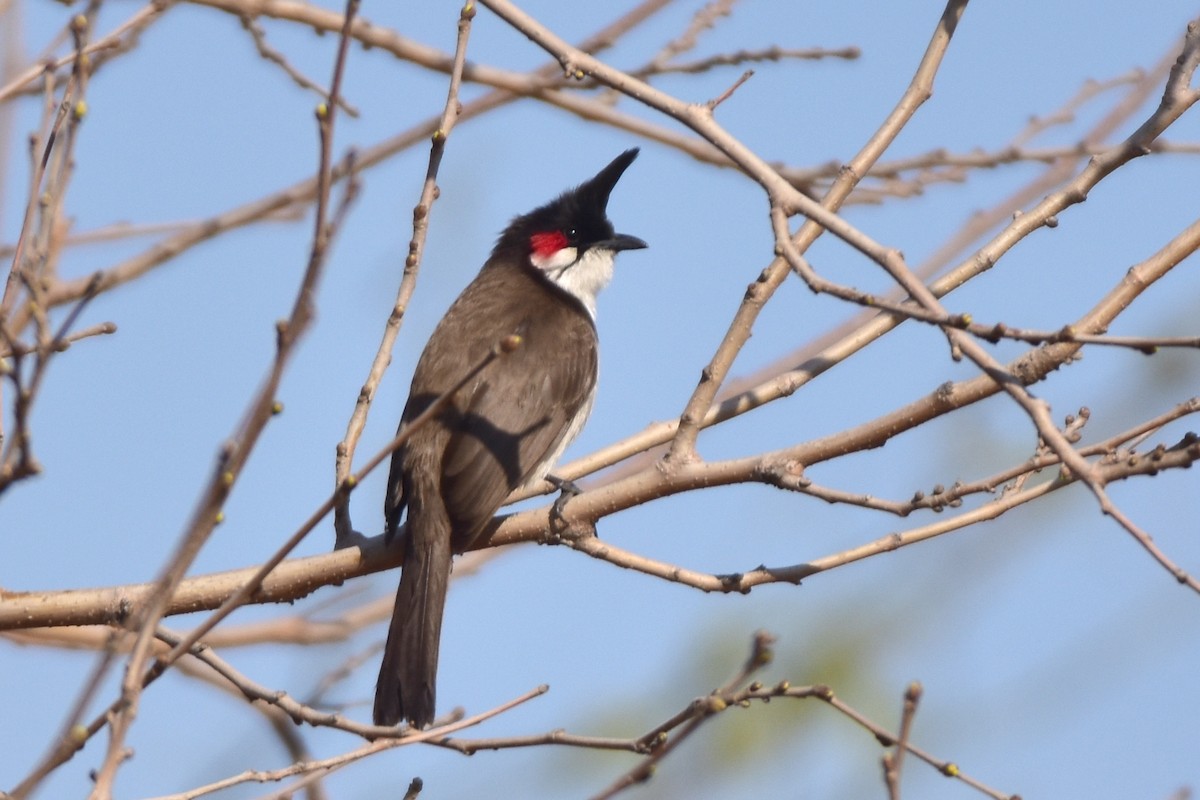 Red-whiskered Bulbul - Kudaibergen Amirekul