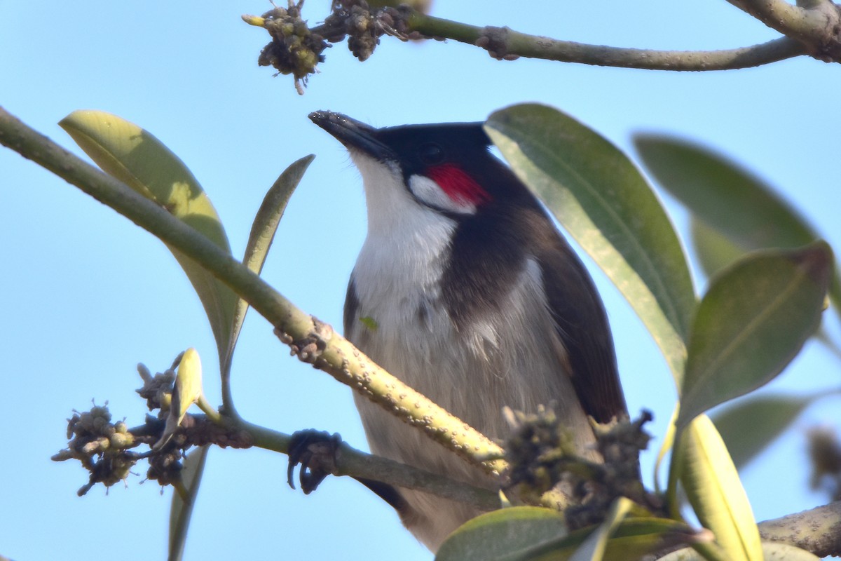 Red-whiskered Bulbul - Kudaibergen Amirekul