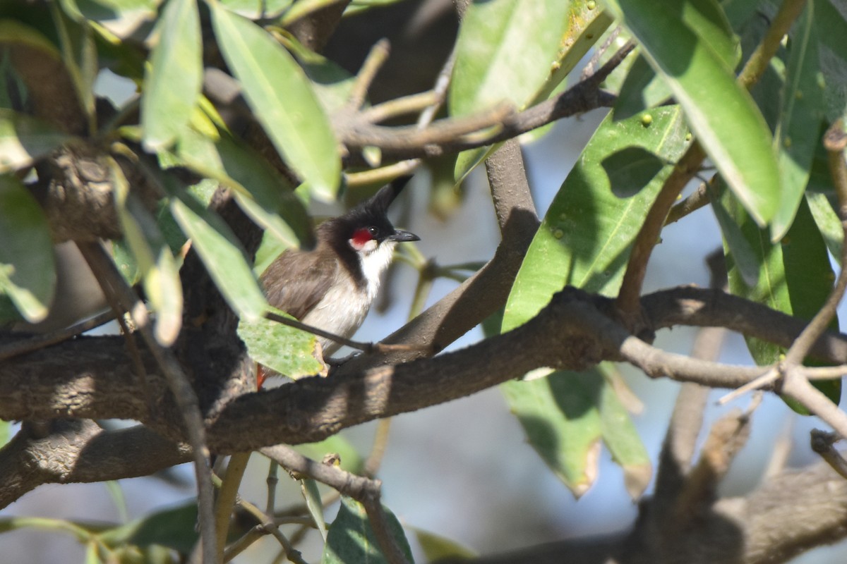 Red-whiskered Bulbul - Kudaibergen Amirekul