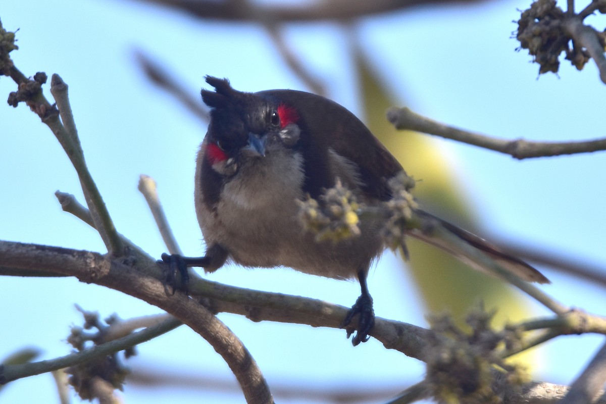 Red-whiskered Bulbul - Kudaibergen Amirekul