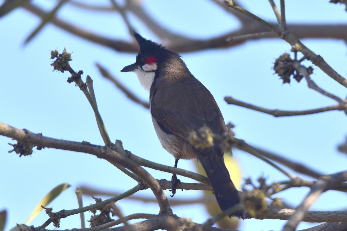 Red-whiskered Bulbul - Kudaibergen Amirekul