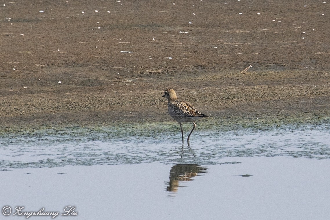 Pacific Golden-Plover - ML614632754