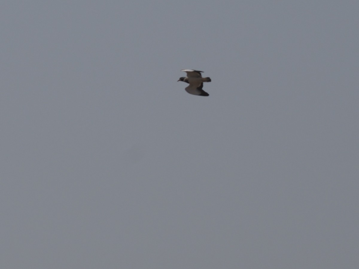 Black-headed Lapwing - Guillermo Parral Aguilar