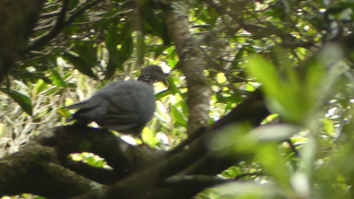 Sri Lanka Wood-Pigeon - Gabriel  Couroussé