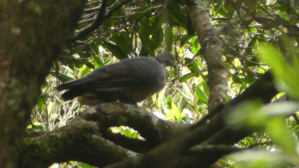 Sri Lanka Wood-Pigeon - Gabriel  Couroussé