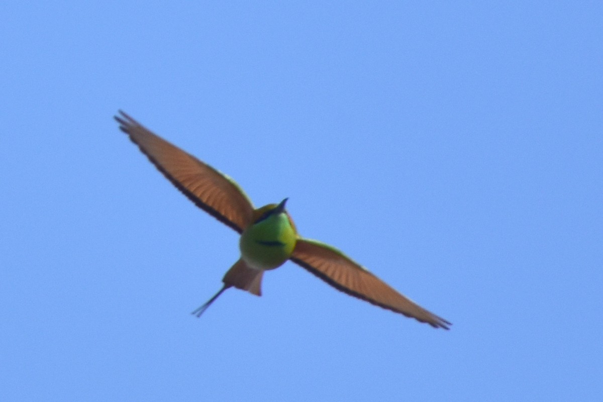 Asian Green Bee-eater - Kudaibergen Amirekul