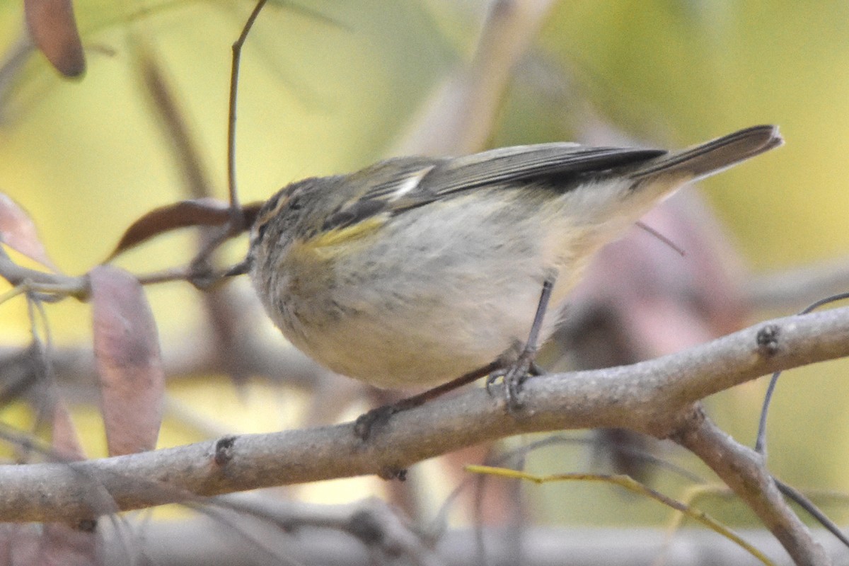 Hume's Warbler - Kudaibergen Amirekul