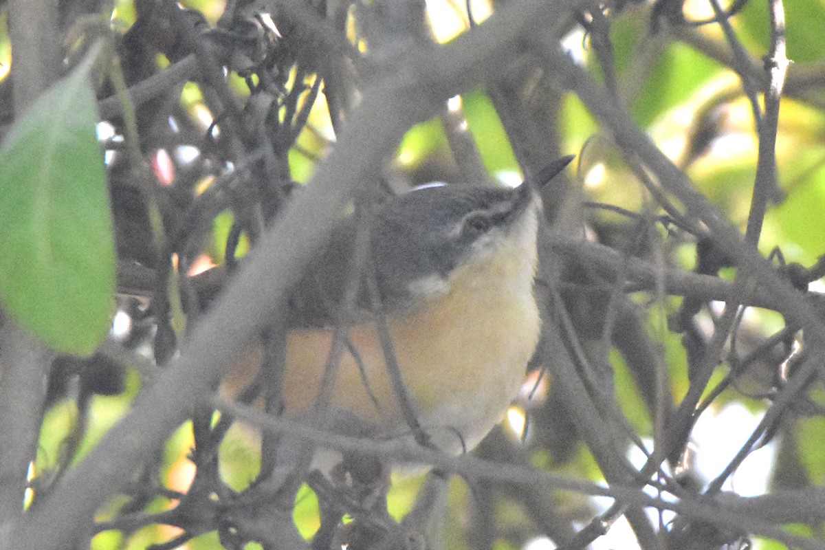 Plain Prinia - ML614632799