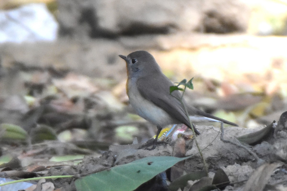 Taiga Flycatcher - ML614632804