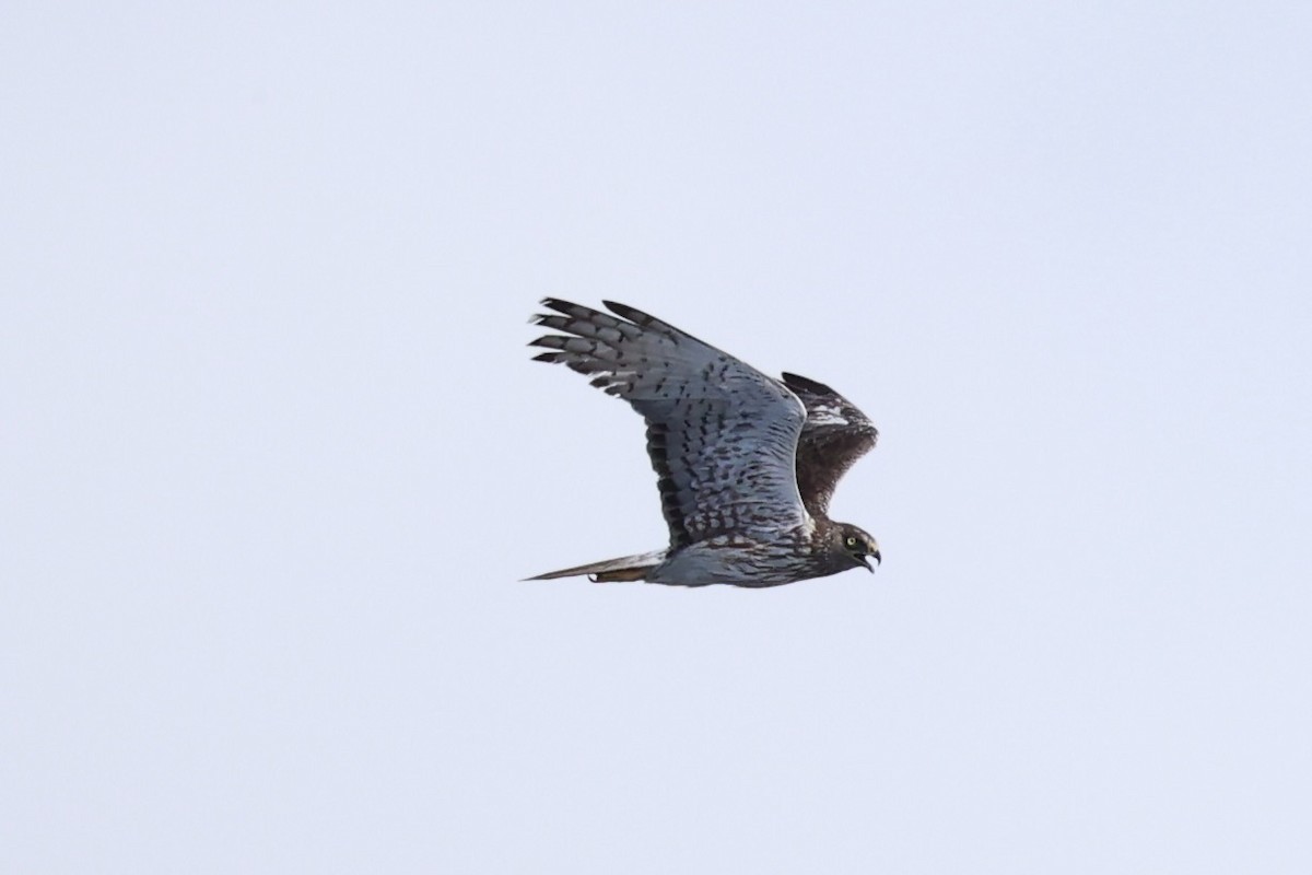 Swamp Harrier - ML614632815