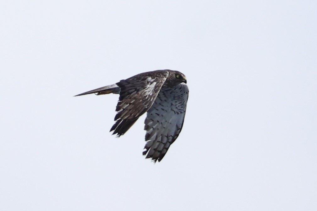 Swamp Harrier - ML614632816