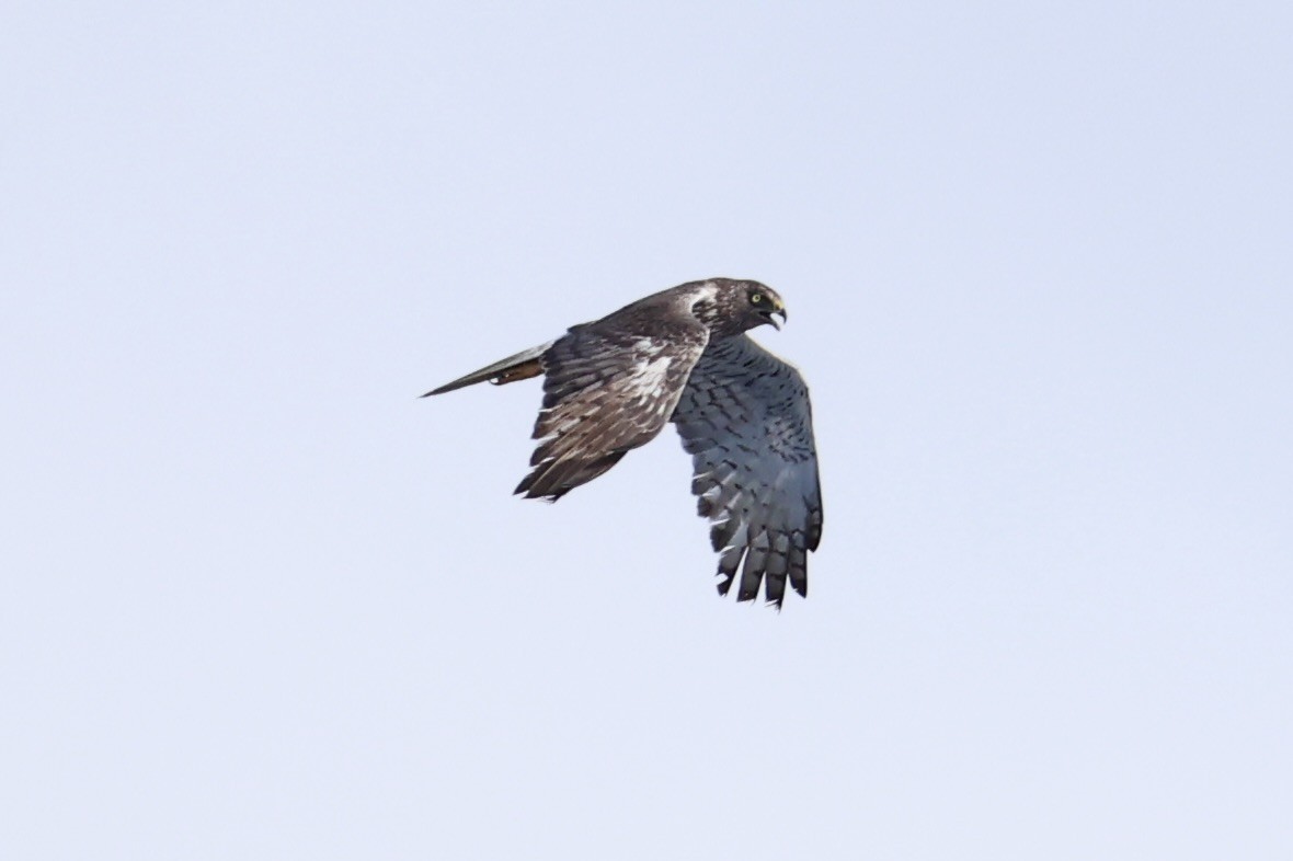 Swamp Harrier - ML614632817