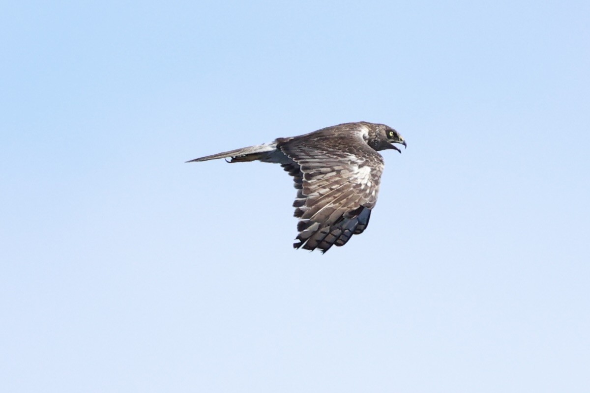 Swamp Harrier - ML614632818