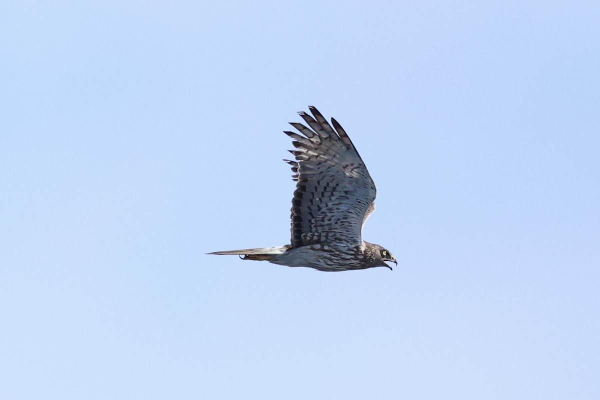 Swamp Harrier - ML614632820