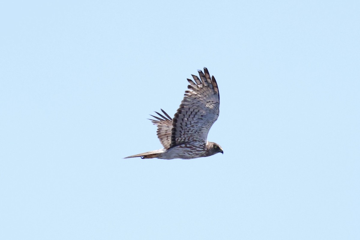 Swamp Harrier - ML614632821