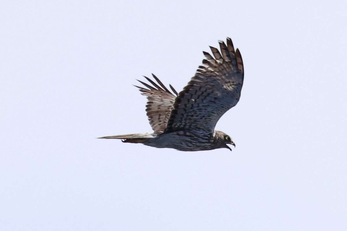 Swamp Harrier - ML614632822