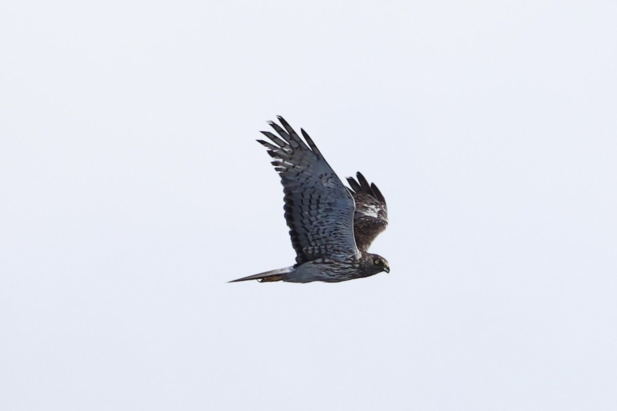 Swamp Harrier - ML614632823