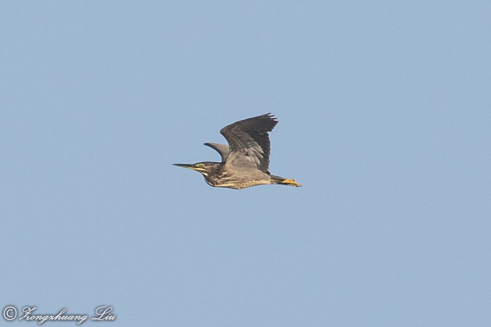 Striated Heron - ML614632827