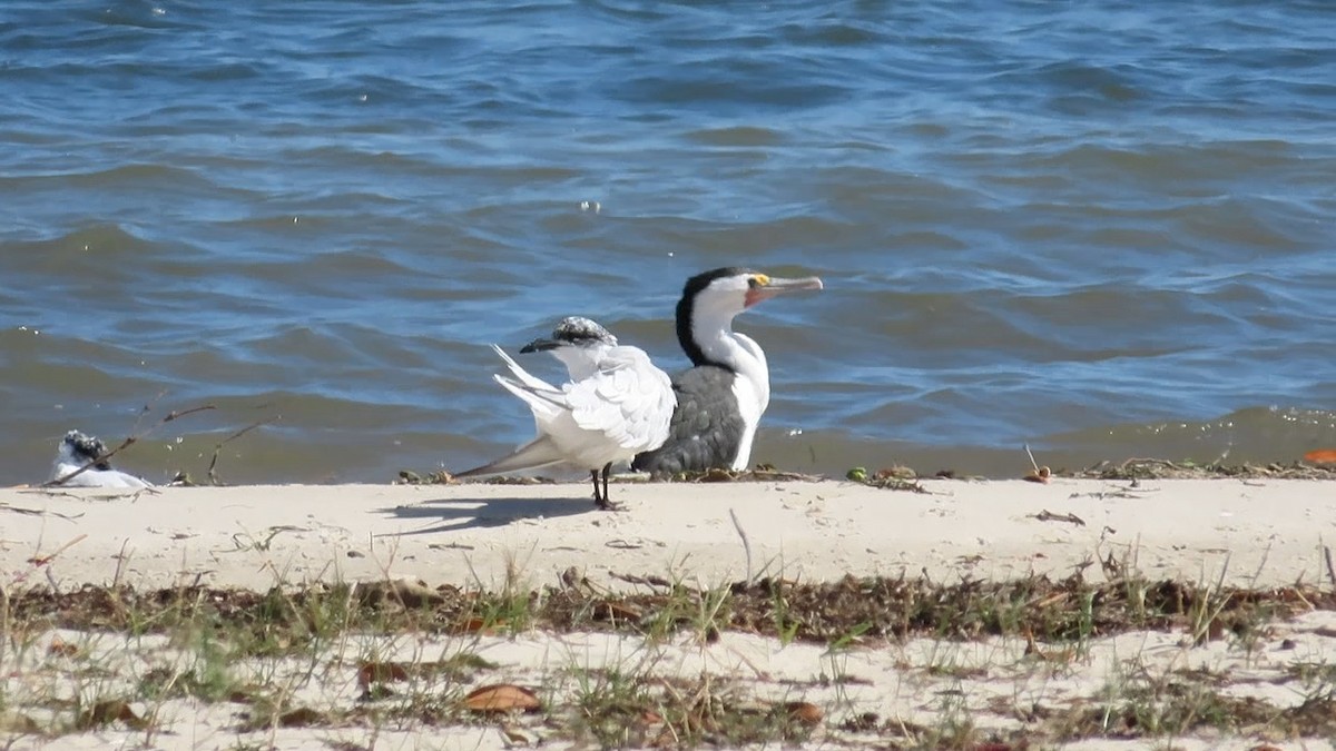 Pied Cormorant - ML614632880