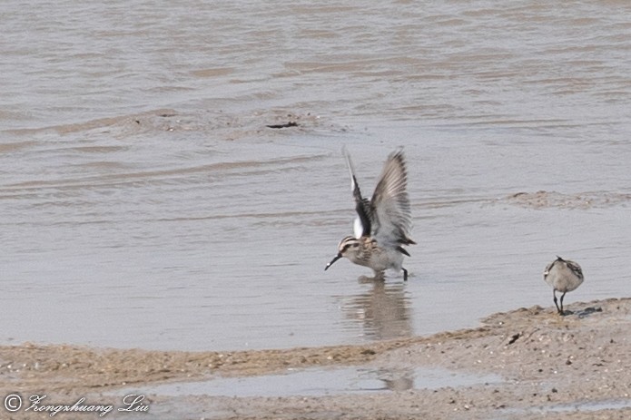 Broad-billed Sandpiper - Zongzhuang Liu