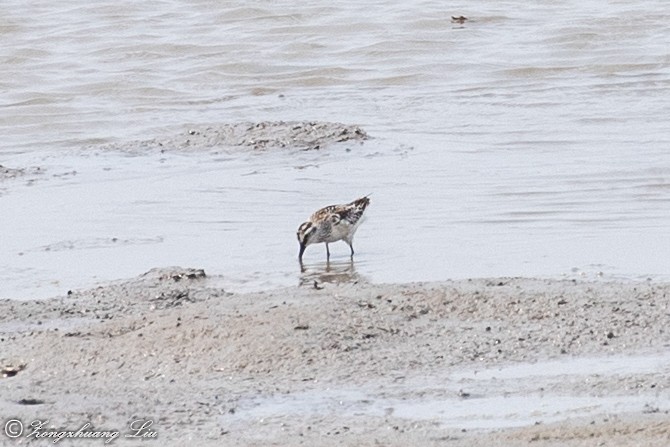 Broad-billed Sandpiper - ML614632942