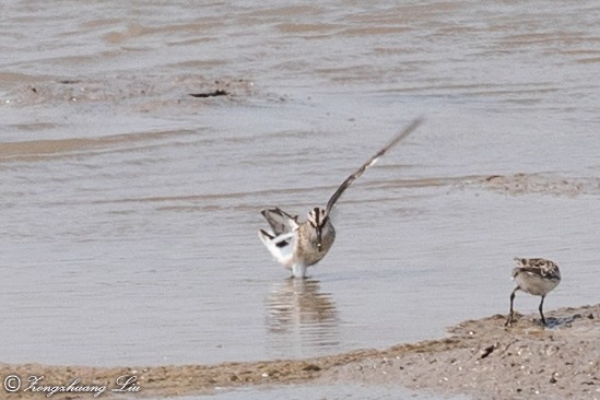 Broad-billed Sandpiper - ML614632943