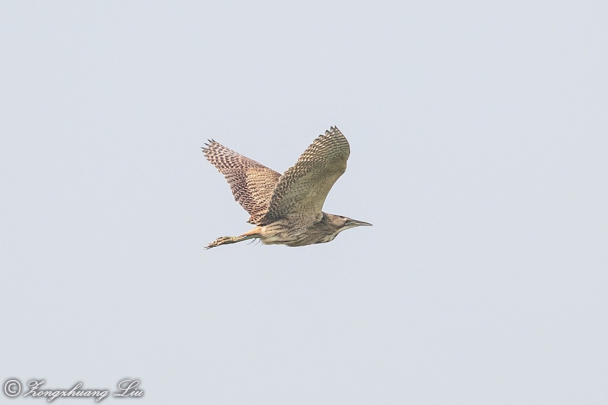 Eurasian Bittern - ML614632953