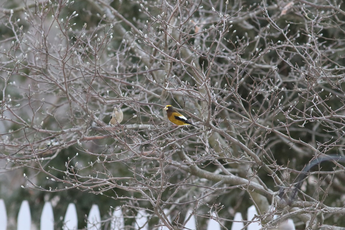 Evening Grosbeak (type 3) - Joseph Bourget